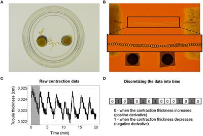 Information Transfer During Food Choice in the Slime Mold Physarum polycephalum